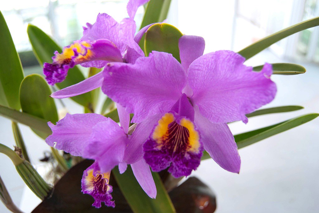 orquidea-venezuela.jpg