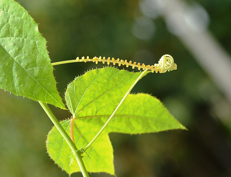 785px-Cethosia_cyane_Drury_(1773)_-_Leopard_lacewing_eggs_on_host_plant_Passiflora_foetida._01.jpg