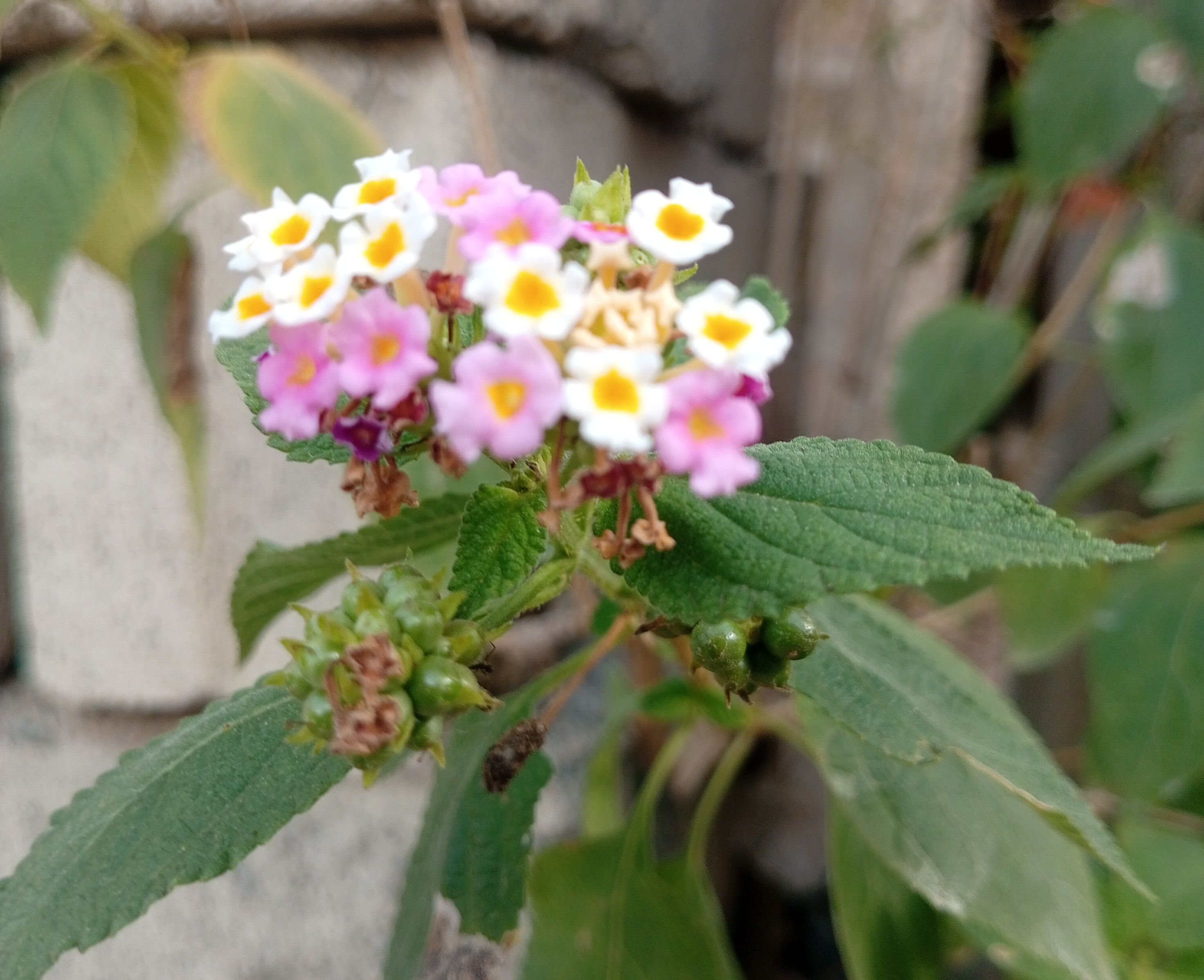 IMG_20260414_082013~3.jpg