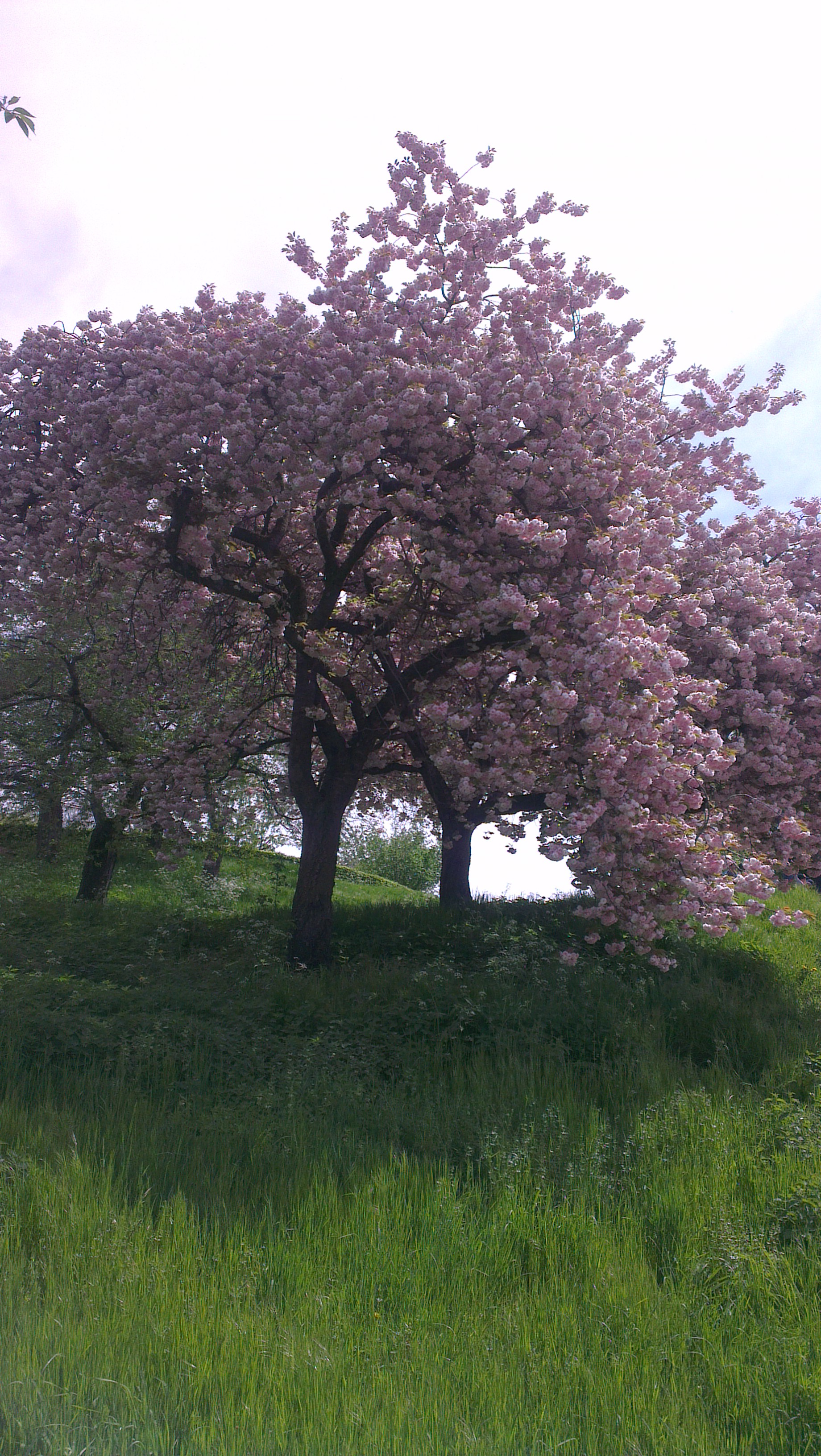 IMAG2344.jpg
