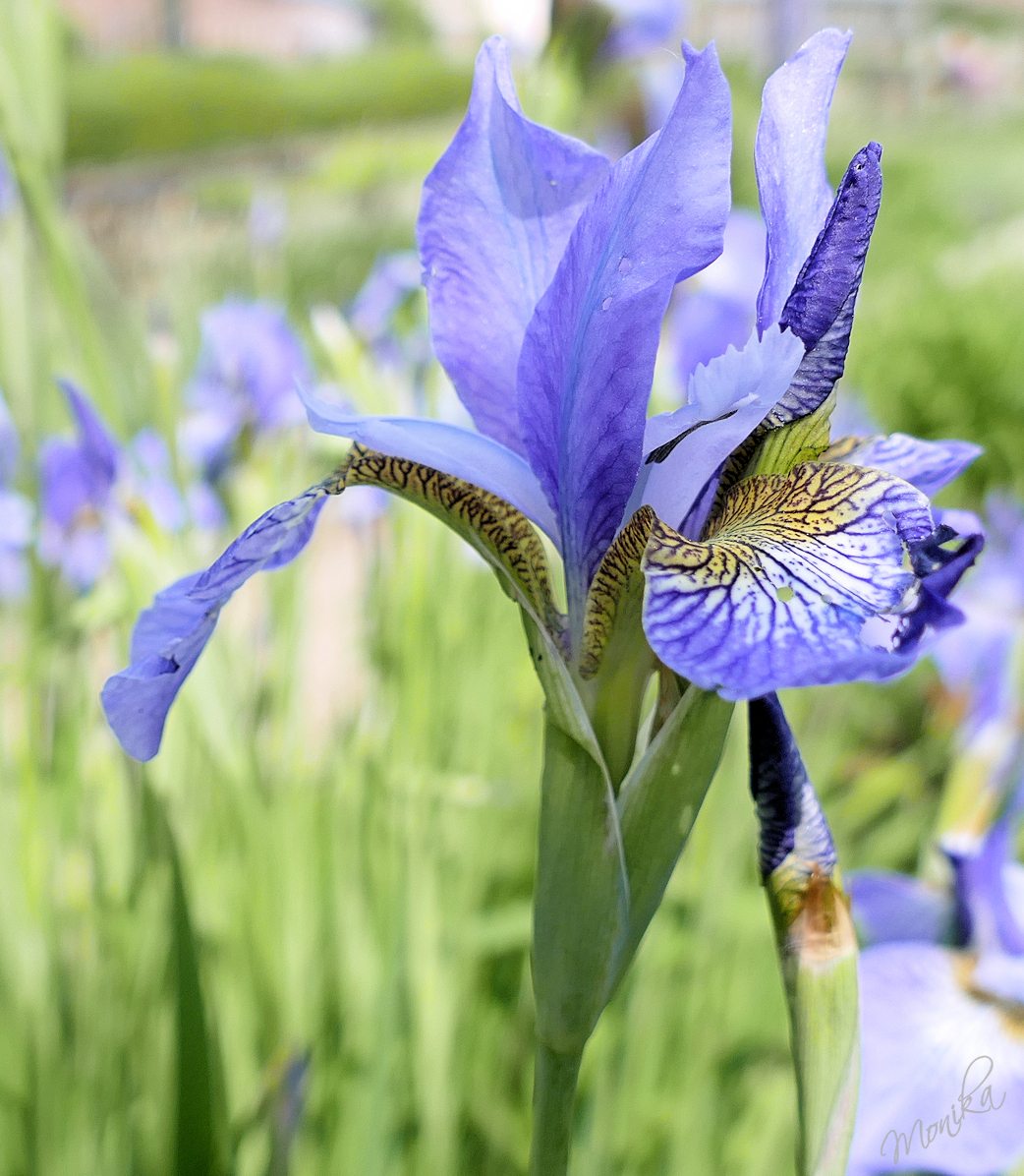 fridayblue66.jpg/