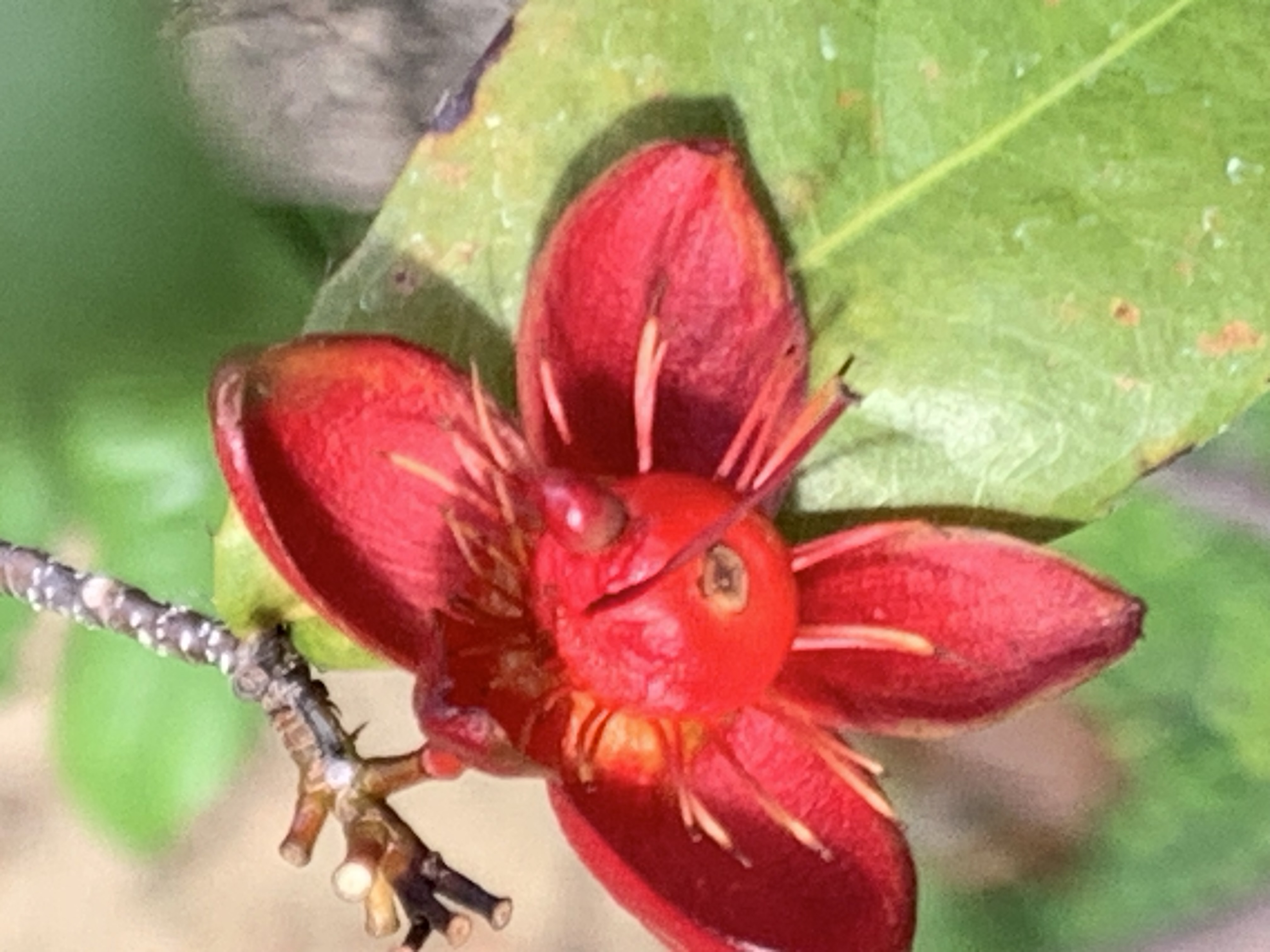 Mickey Mouse Plant2.jpg