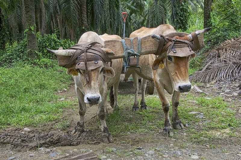bull-cart-traditional-animal-agriculture-ox-farm.jpg