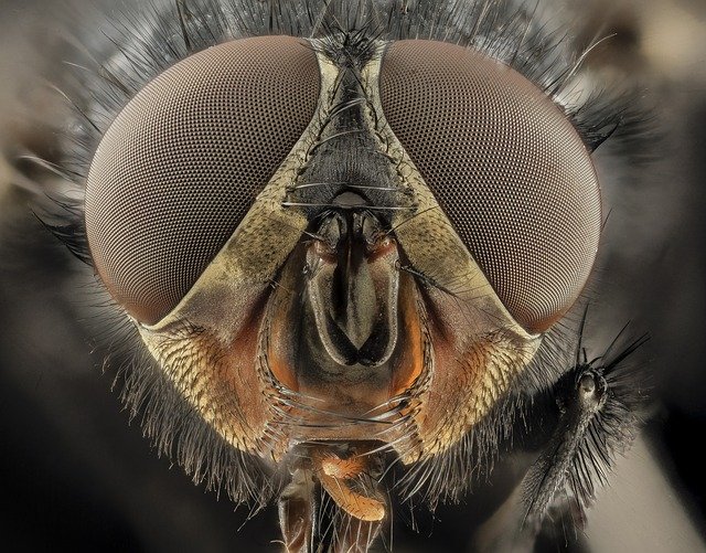eyes-2019364_640.jpg