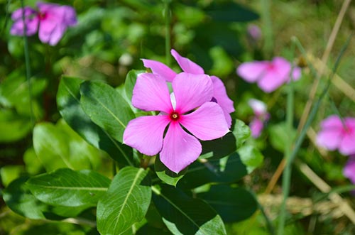 Periwinkle-sm-min.jpg