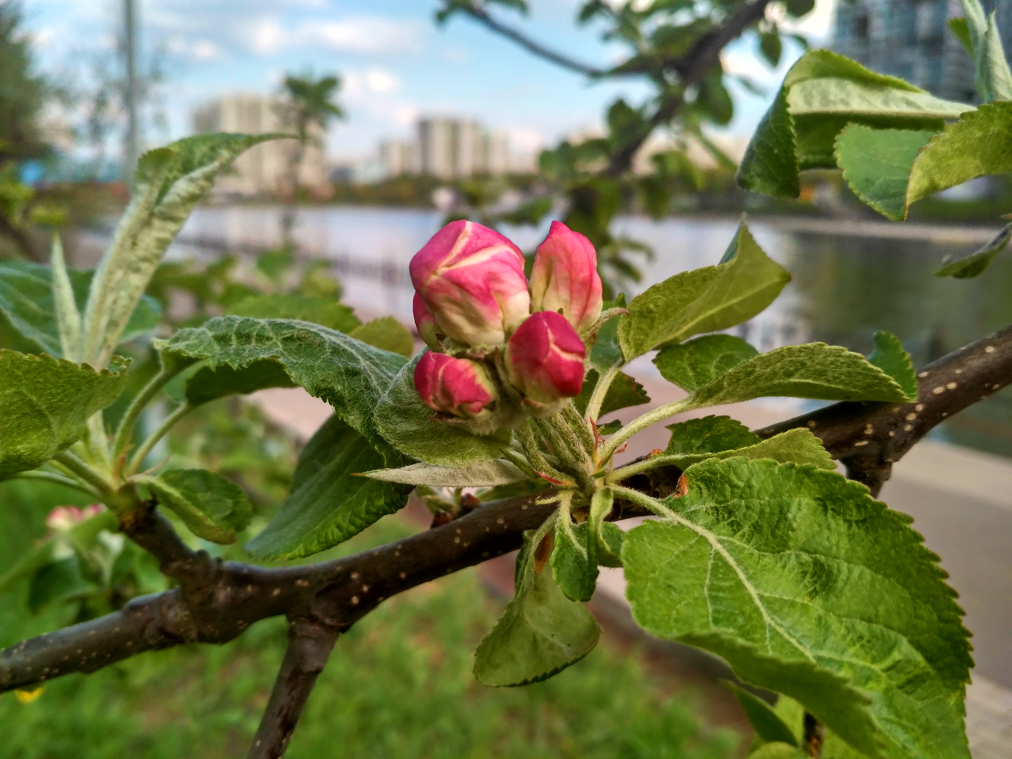 IMG_2019-05-06_172747_HDR.jpg