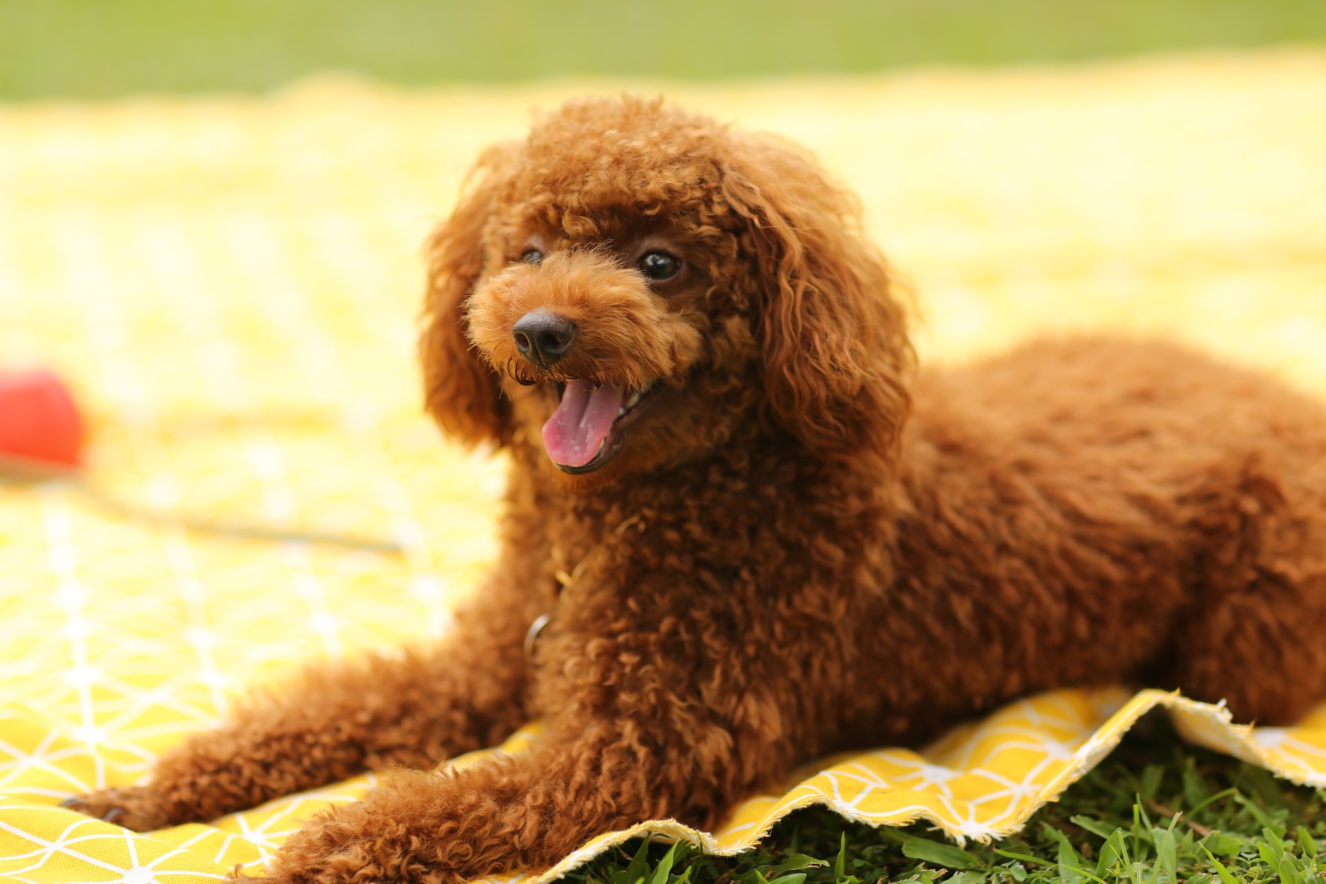 dog-5987025_1920.jpg