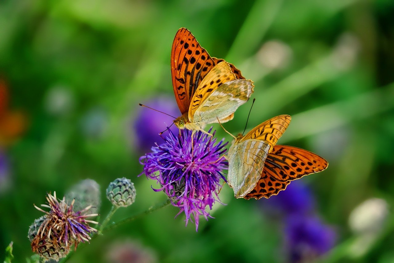 butterflies-g865a69d93_1280.jpg