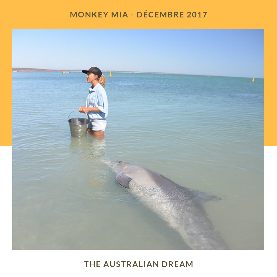 Monkey Mia 4.png