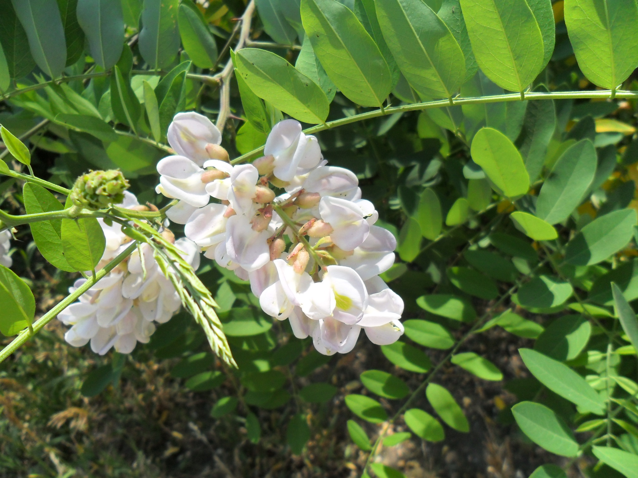 Робиния ложноакациевая. Робиния лжеакация листья. Ленкоранская акация. Цветущая акация. Робиния лжеакация.