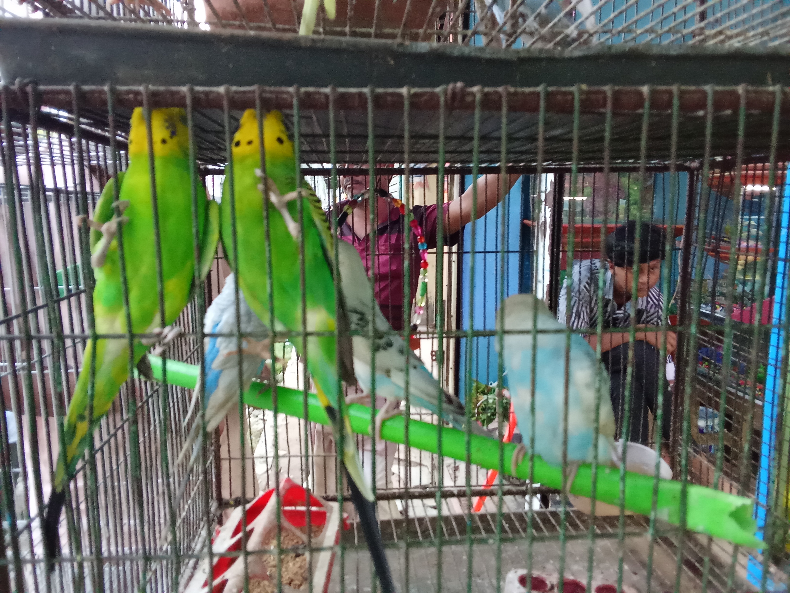 Image cover