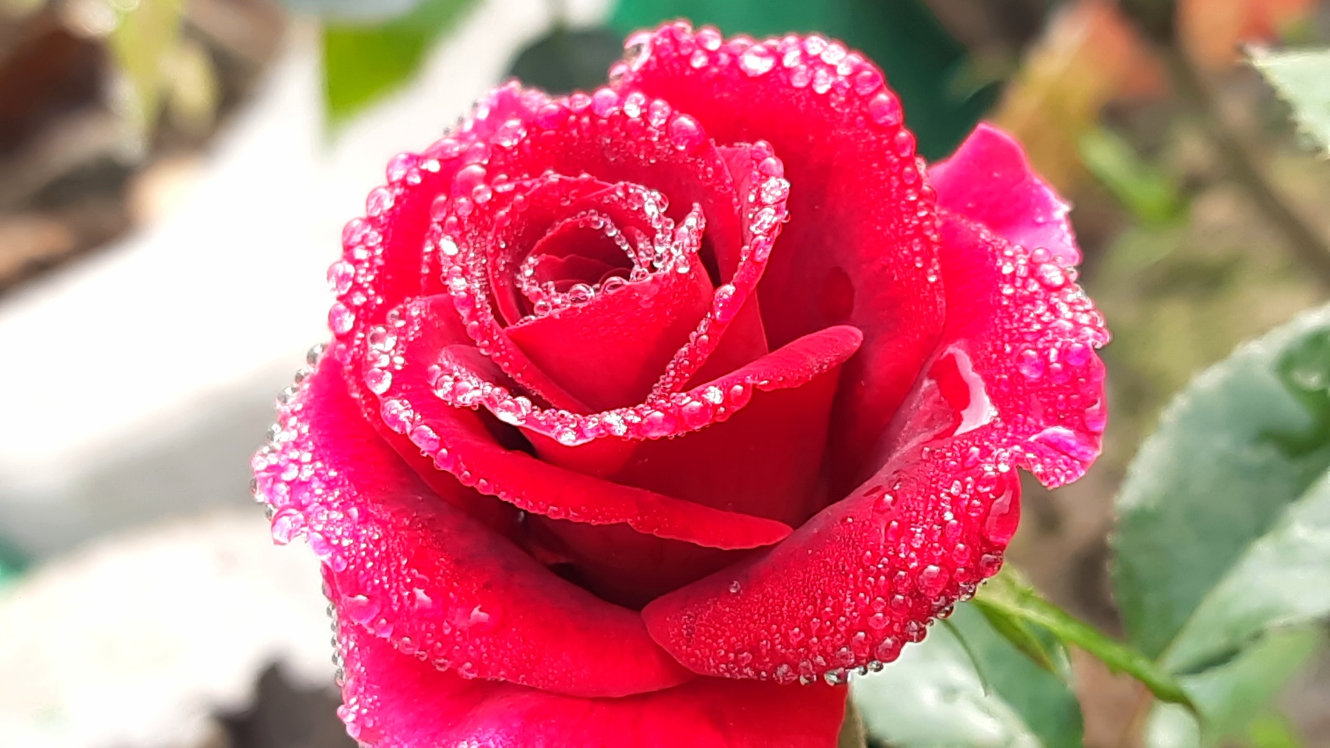 IMG_20260914_080231.jpg