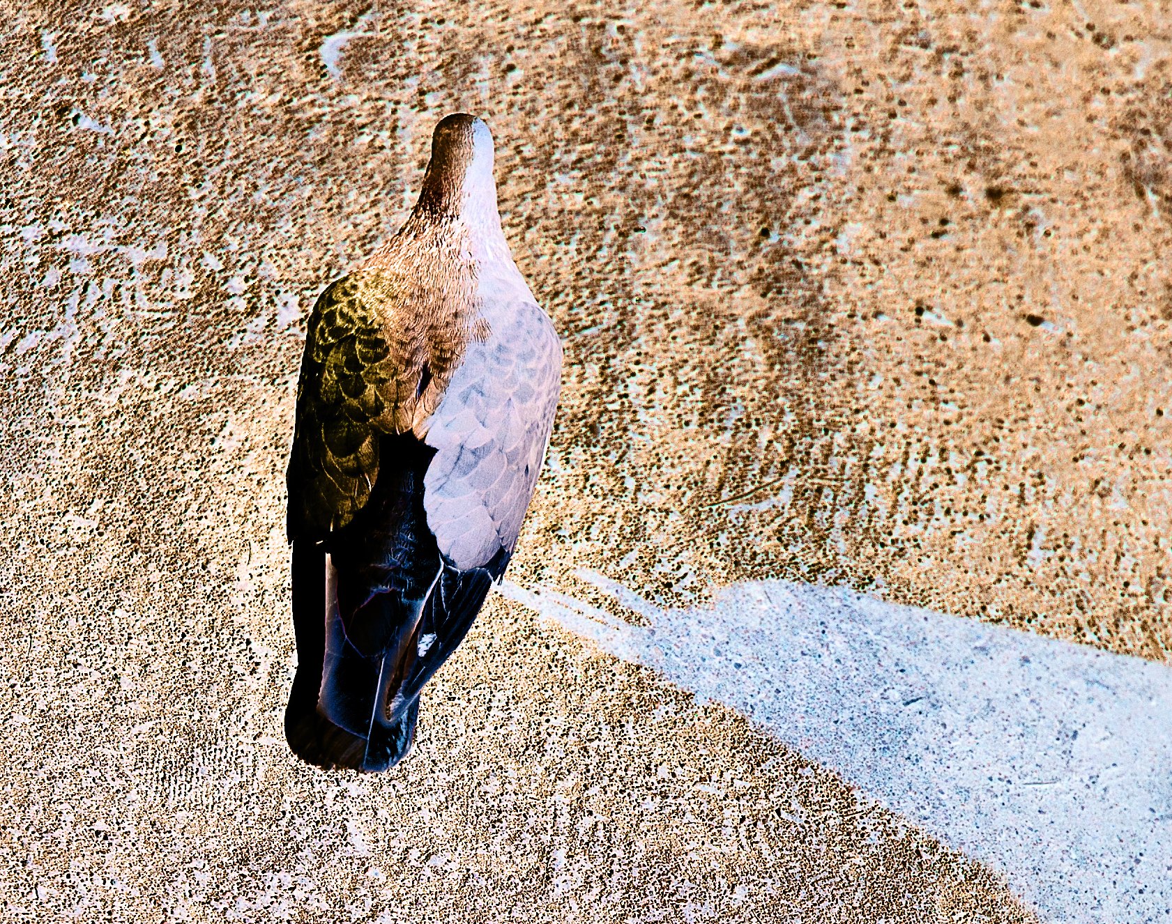 p_pigeon_photoshopped.jpg