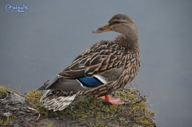 duck11.jpg