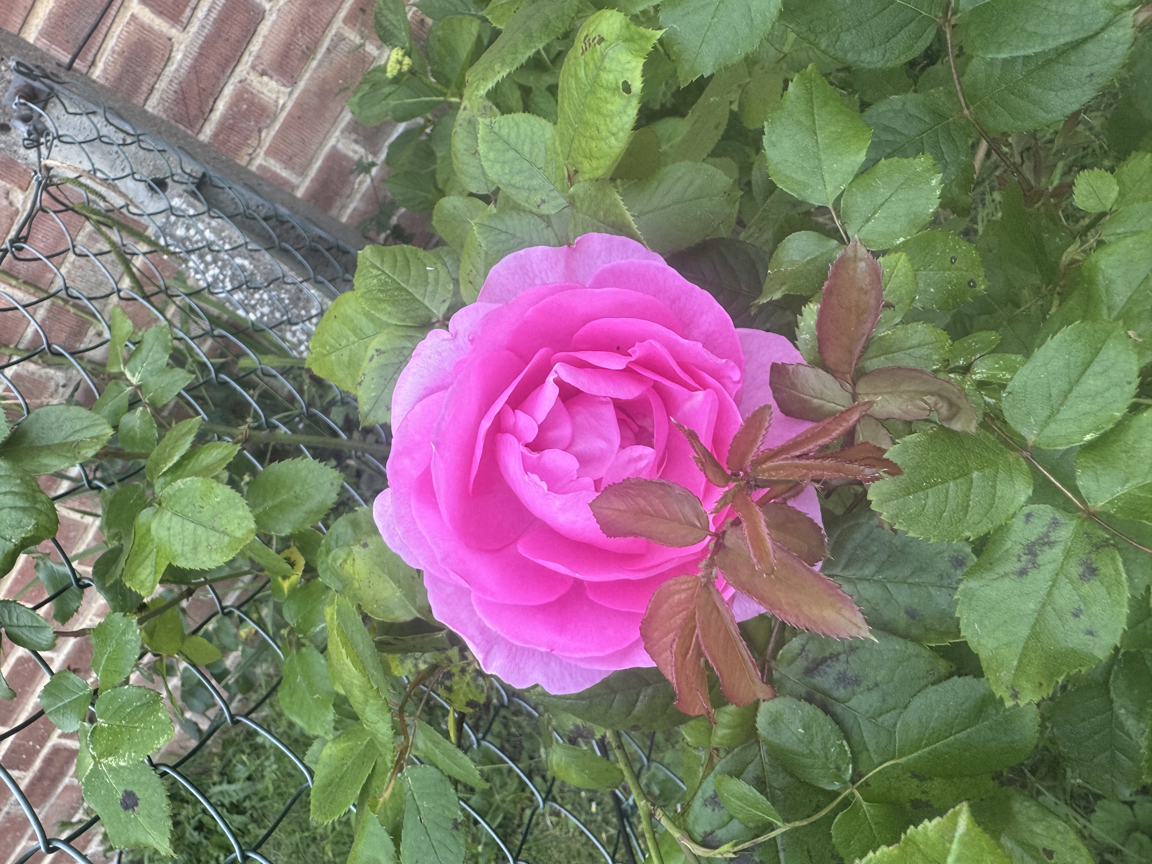 IMG_3169.jpeg