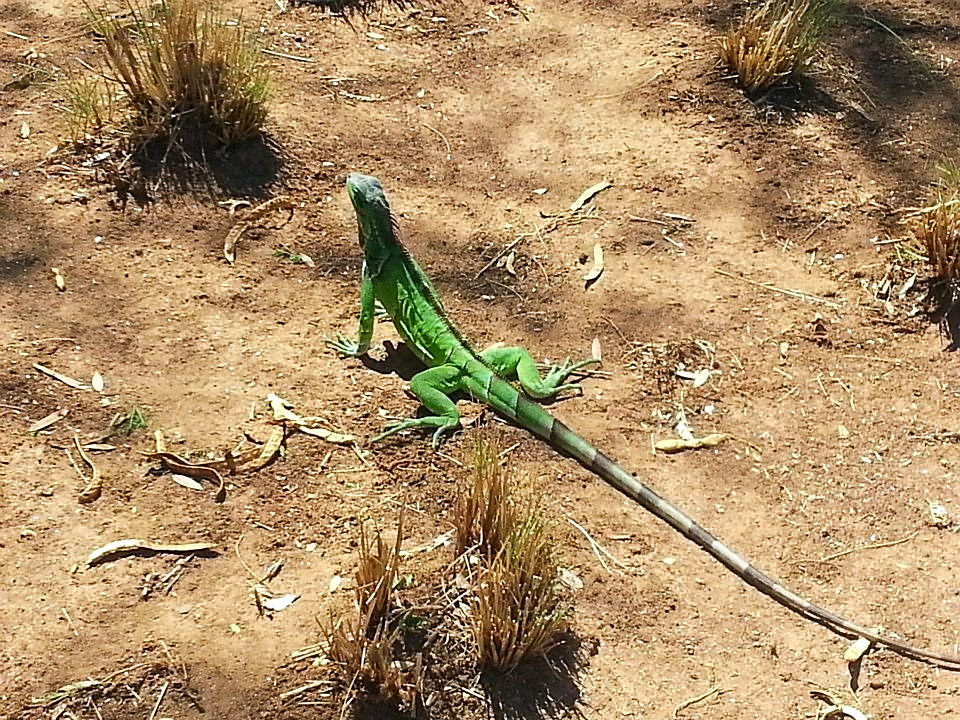 green2.png