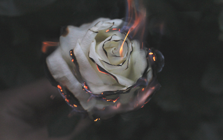 『 嘉楠说 』Primas之殇：羊群与草地的故事