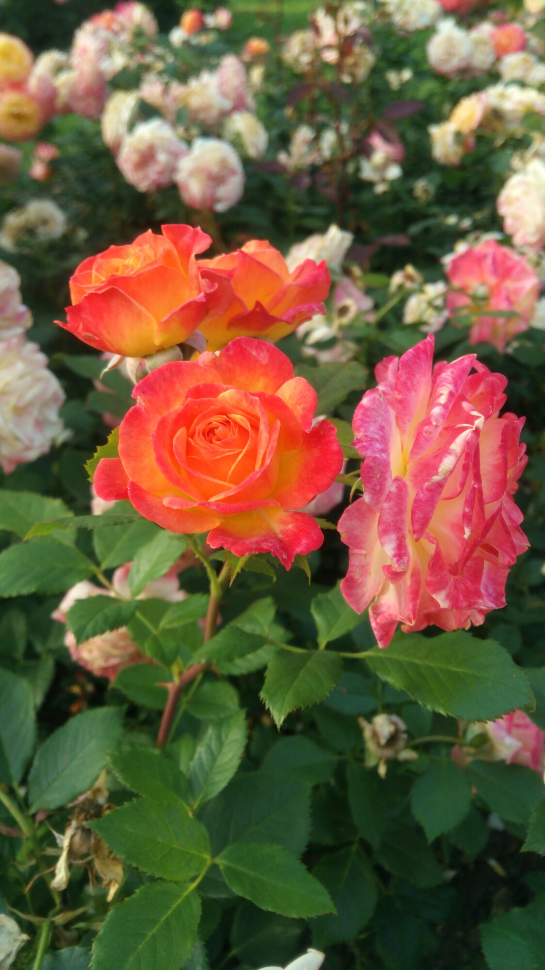 IMG_20180627_204202.jpg