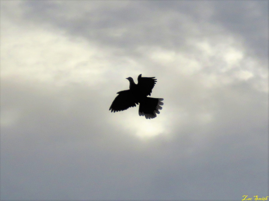 IMG_8021.JPG