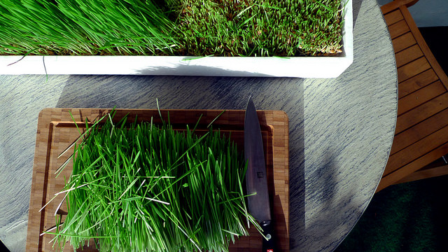 growing wheatgrass.jpg