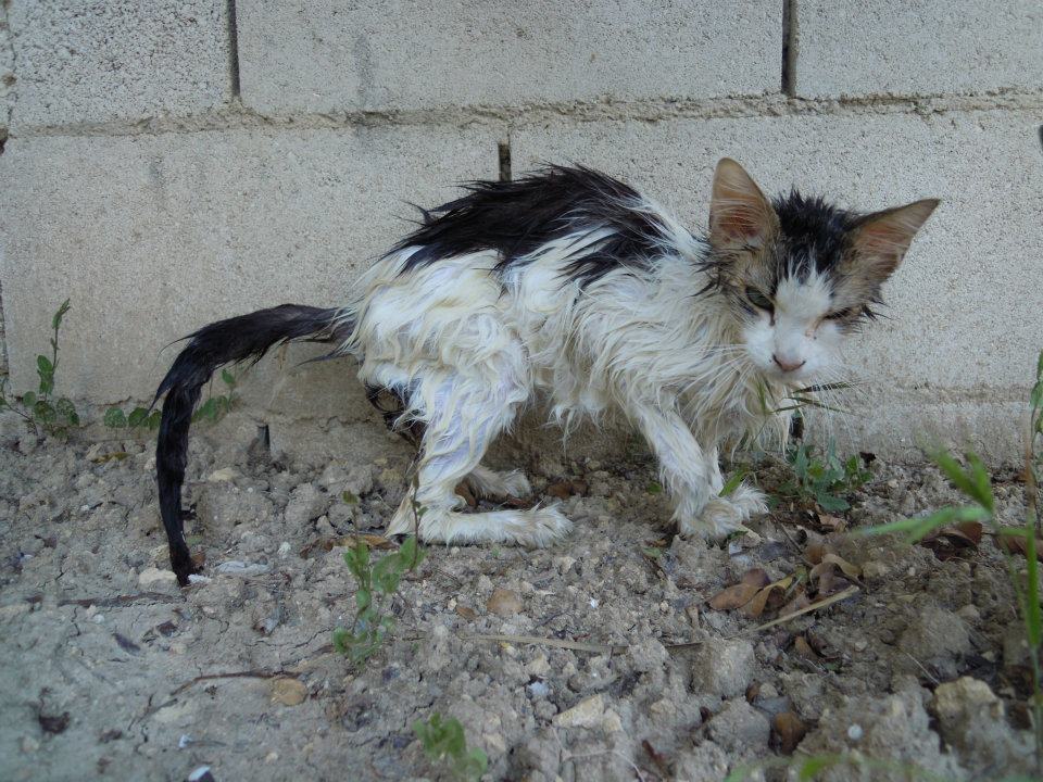 dirty cat.jpg