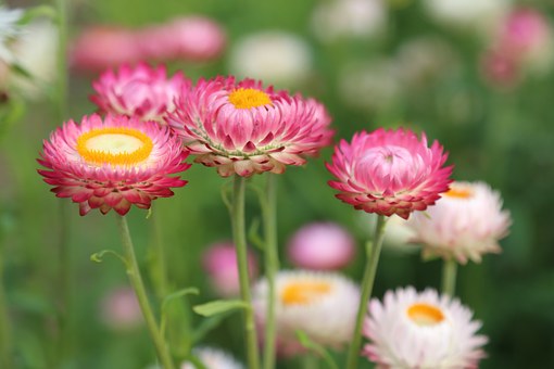 flowers-398941__340.jpg