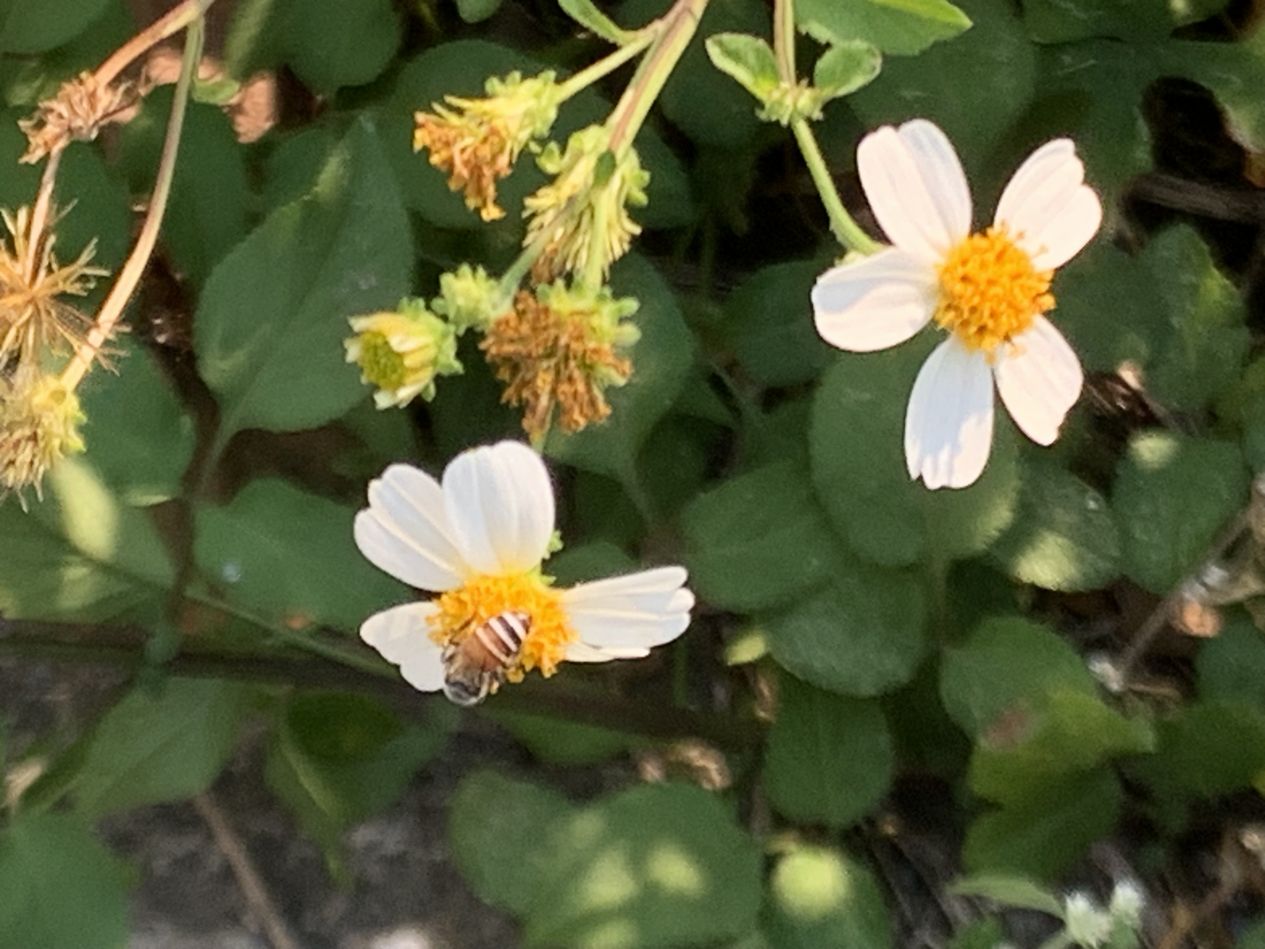 white wildflowers and bees17.jpg