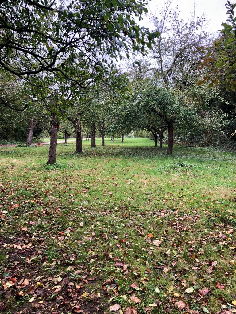 Streuobstwiese (2).jpg