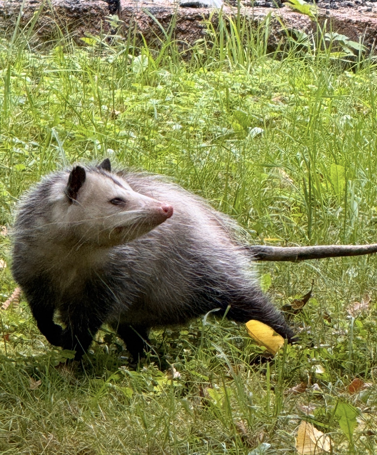 IMG_8601.jpg
