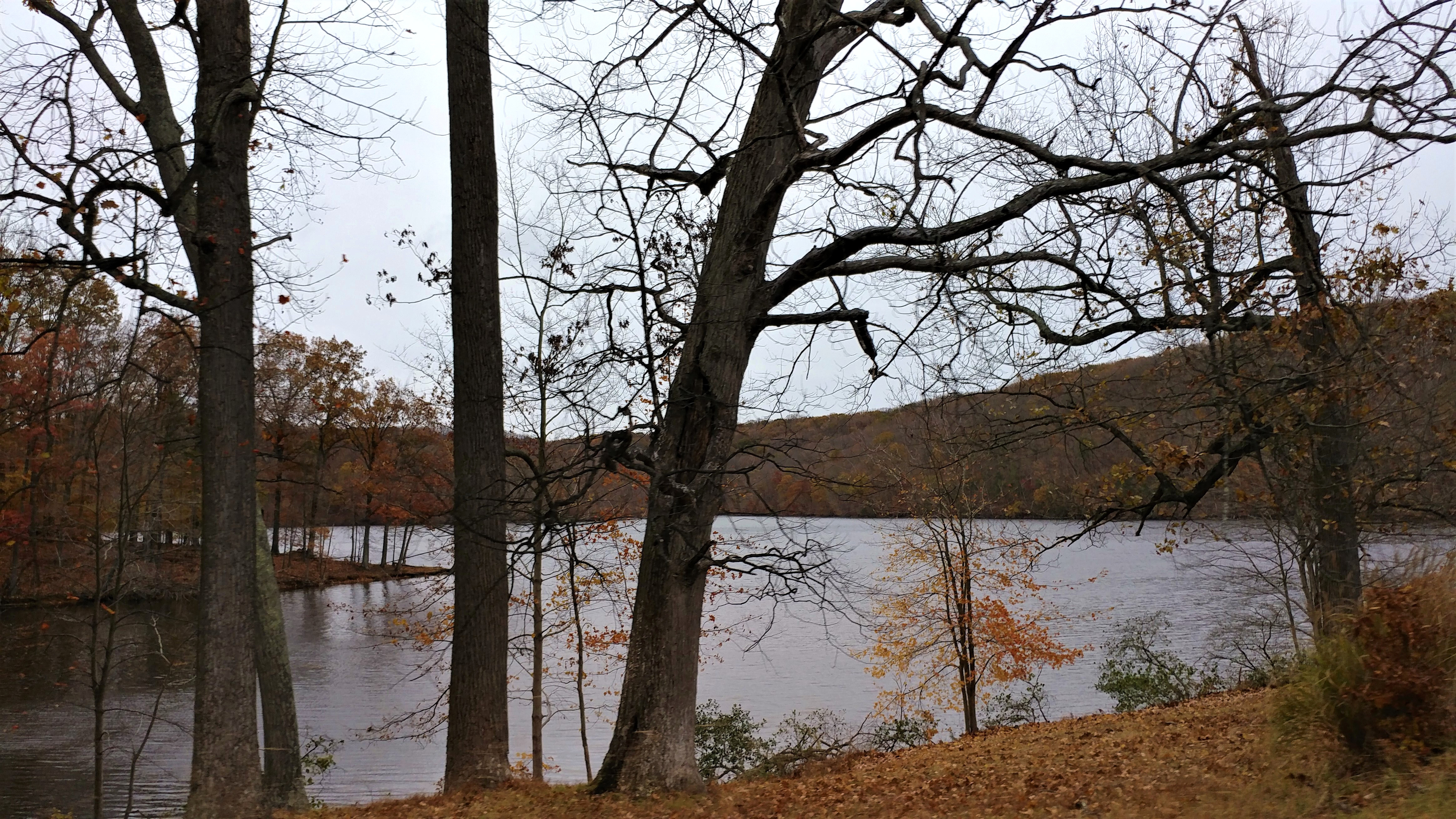 treetuesday11-19-19-4ok1.jpg