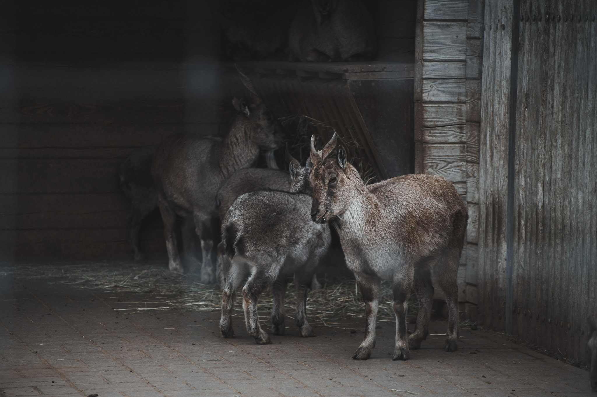 0105IMGP1127ccMarch 02, 2019.jpg
