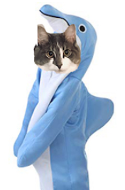 DolphinCat.png