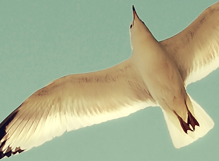 fly-by-classic.jpg