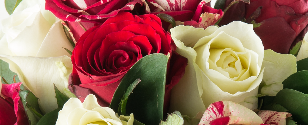 red-white-roses.png