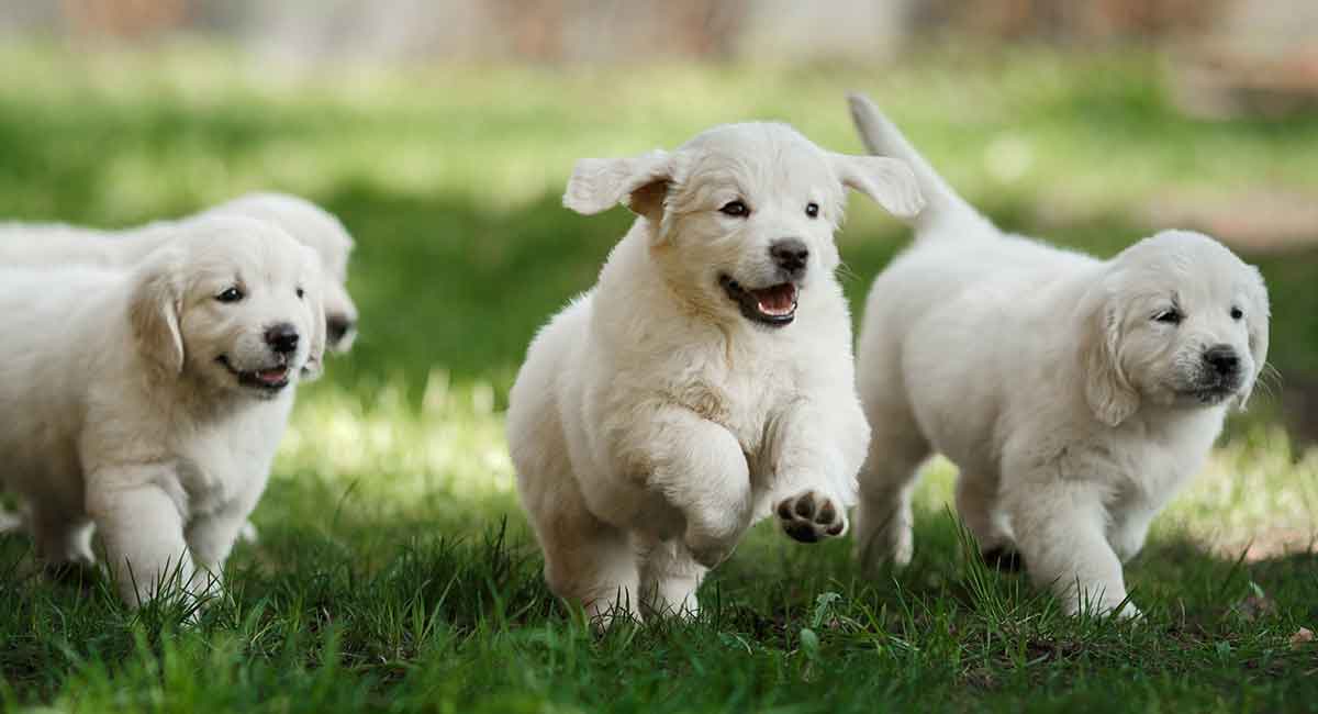 golden-retriever-puppy-growth-long.jpg