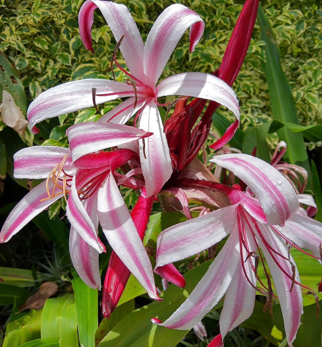 crinum-americanum.jpg