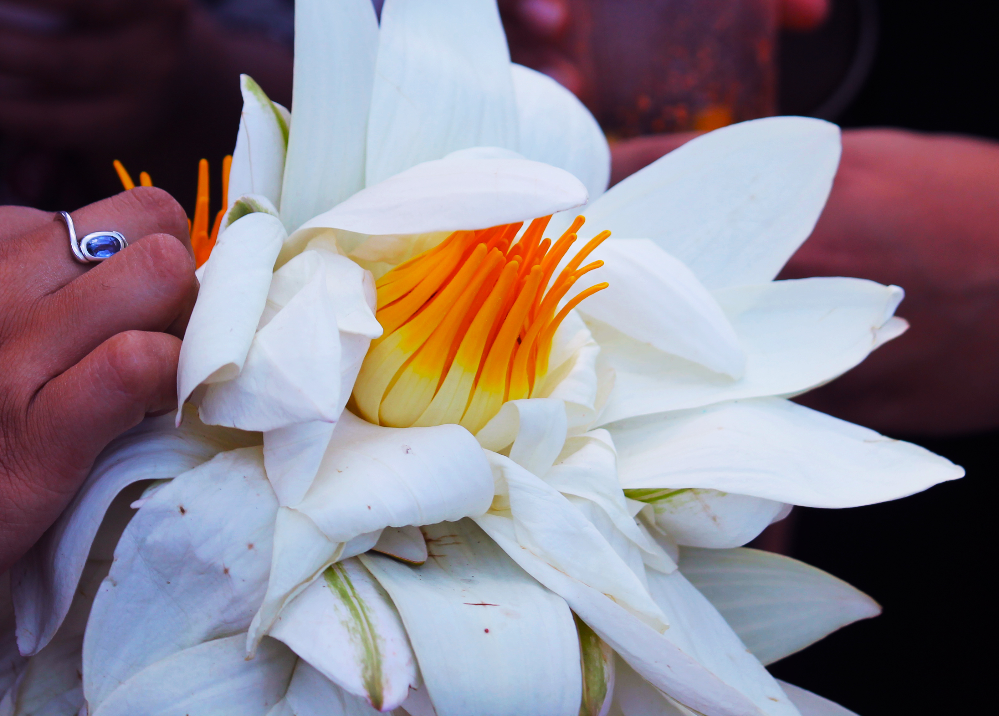 White lotus.jpg
