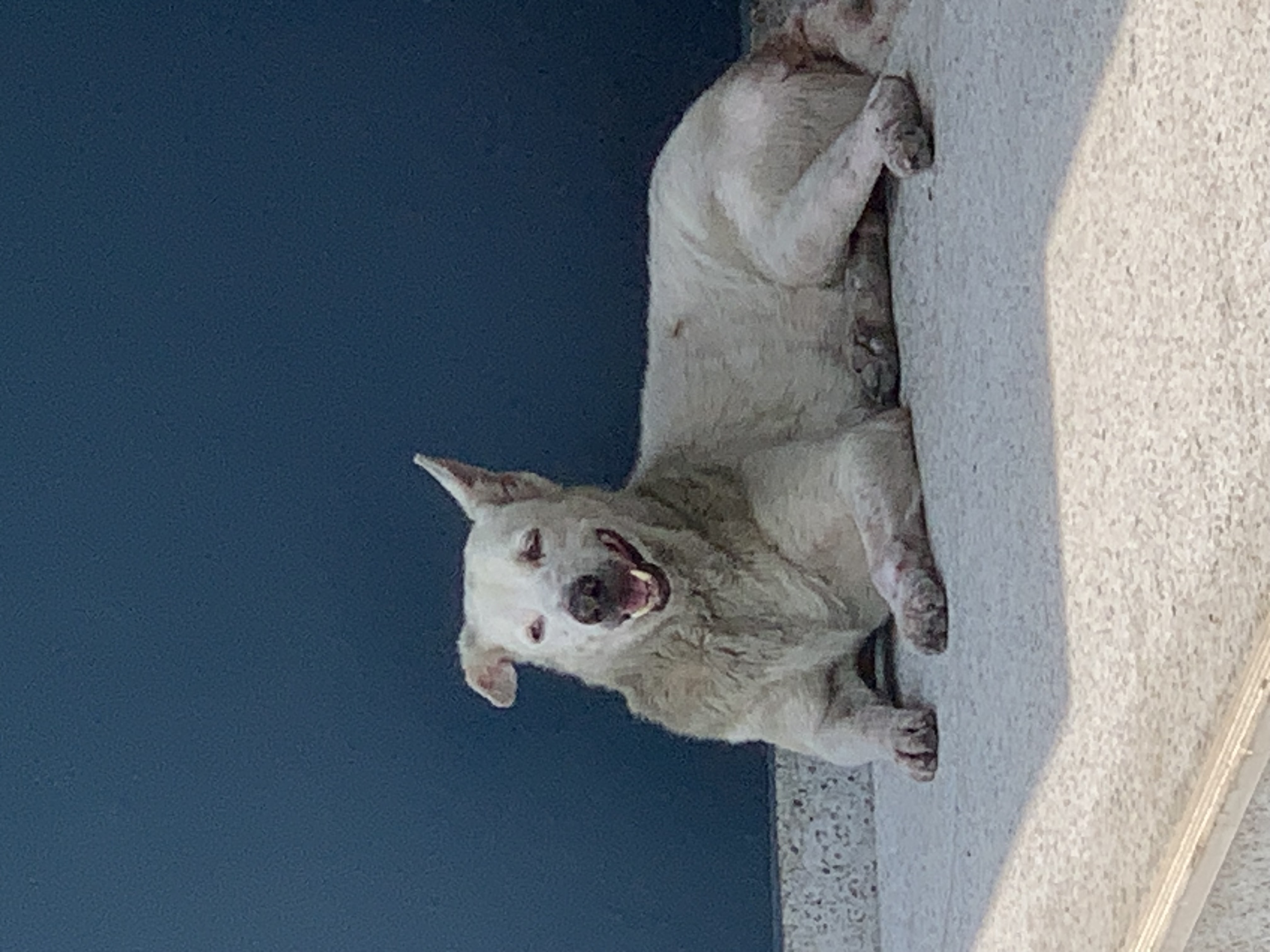 dog5.jpg