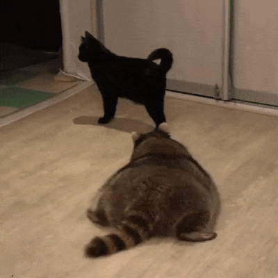 15049803931100267162.gif