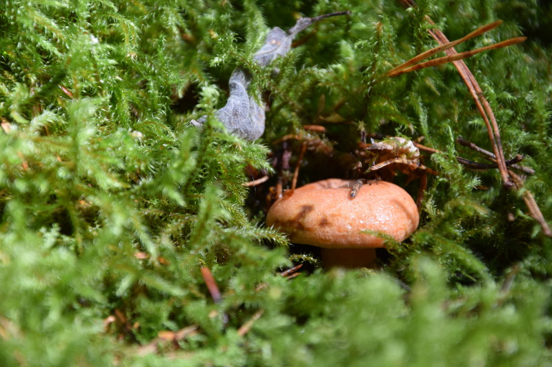 DSC_0001_800.JPG
