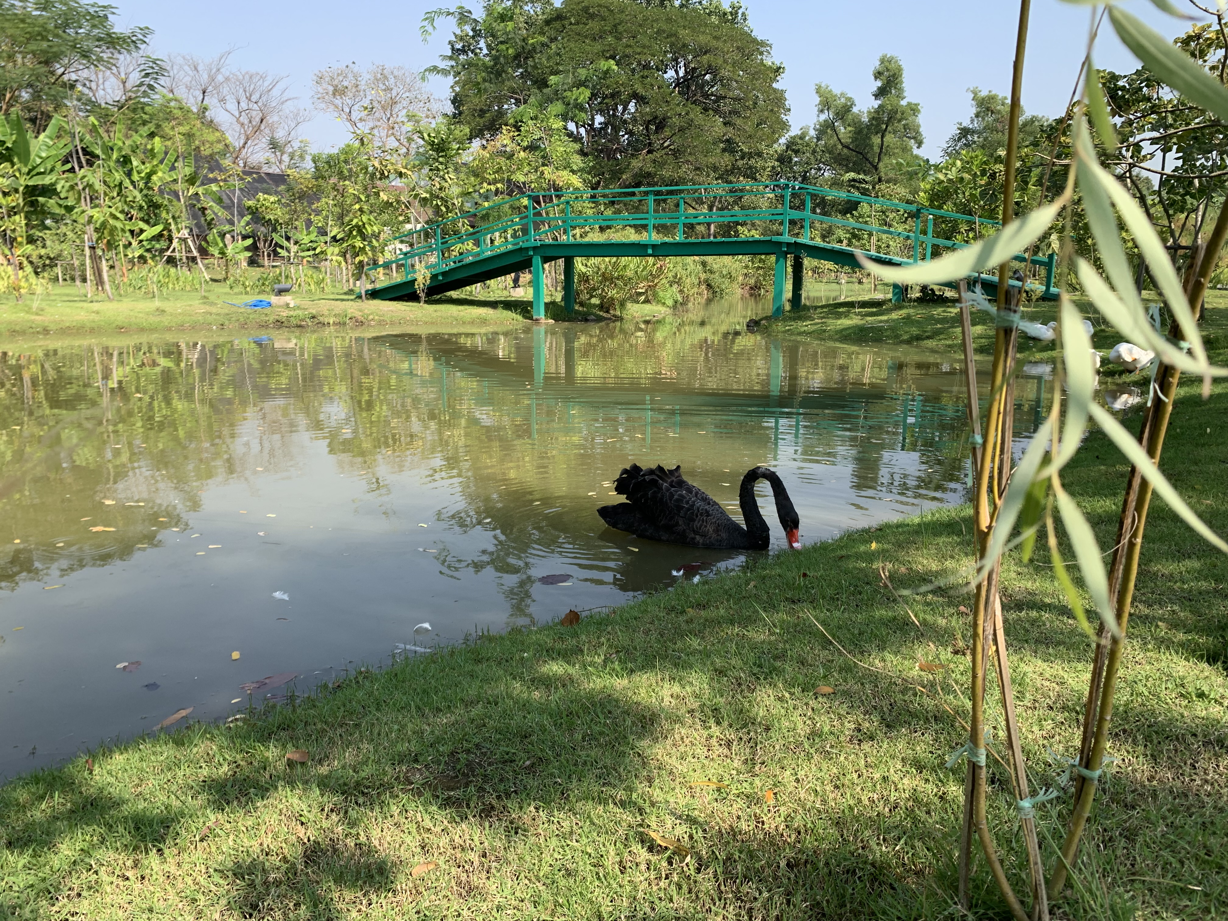 Queen Sirikit Park104.jpg
