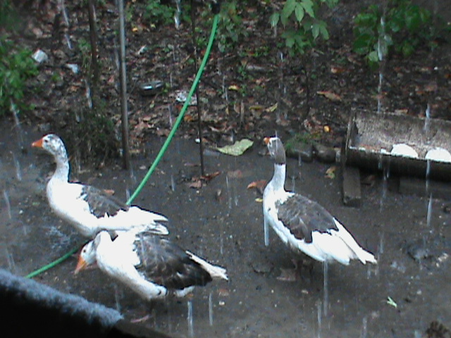 DSC00575.JPG