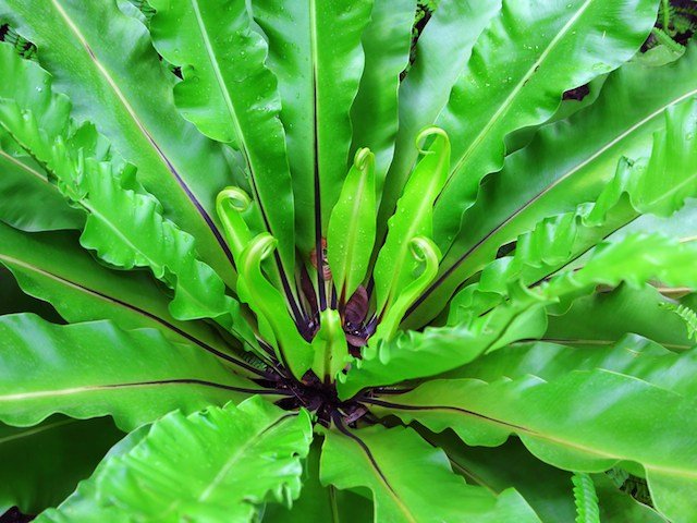 tree-fern-copy-2.jpg