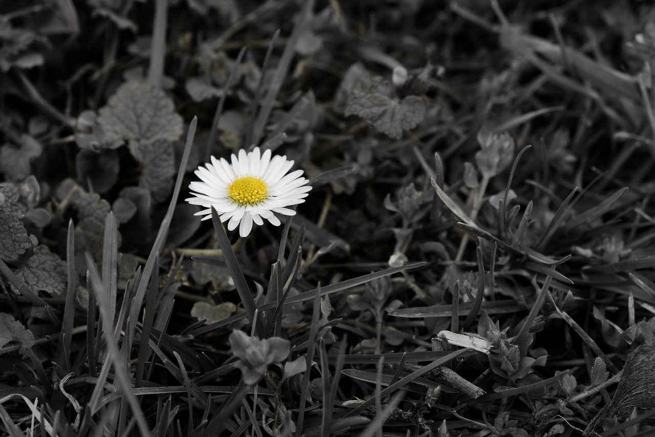 flower-4649961_1280.jpg