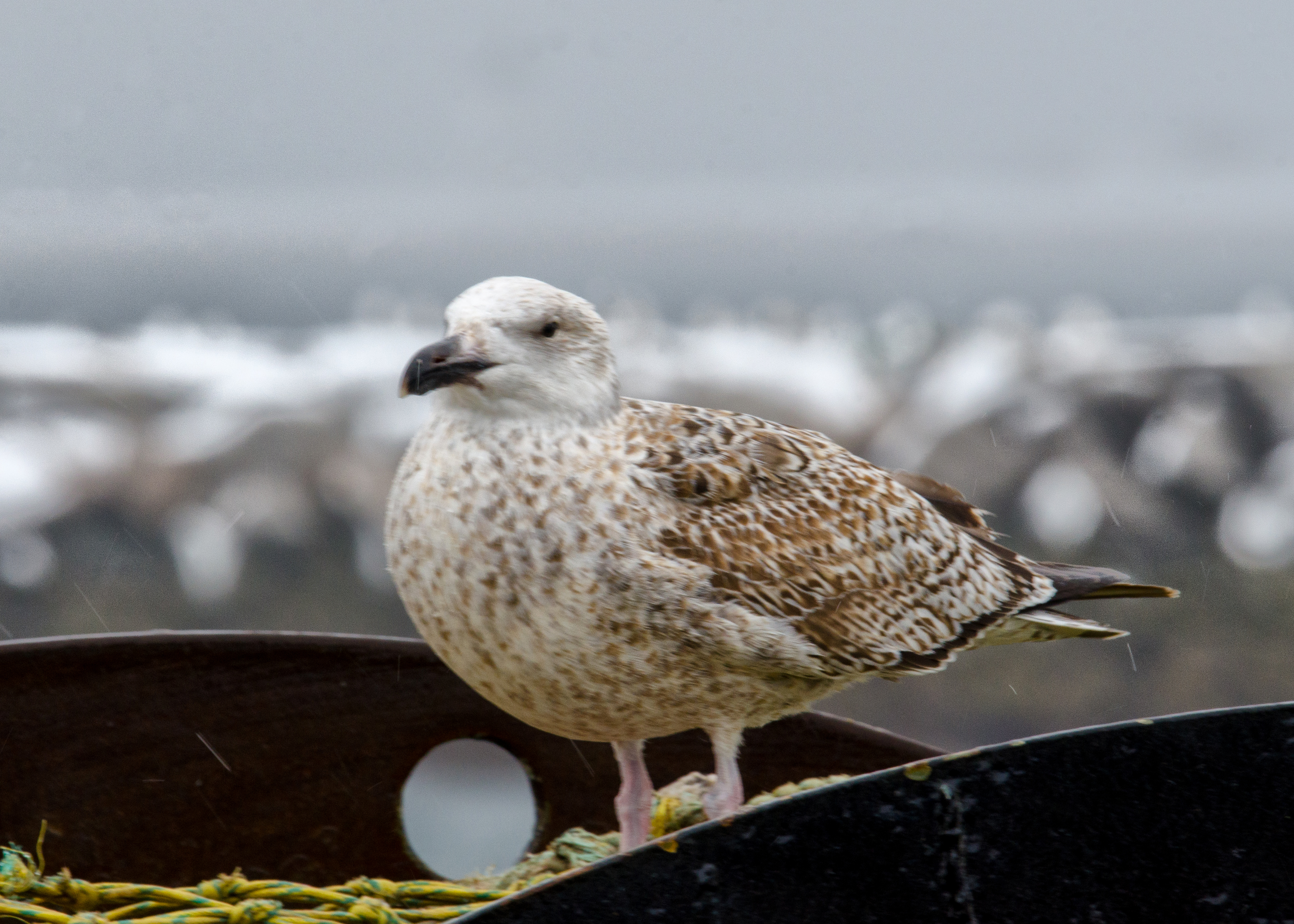 gull fishing boat.jpg