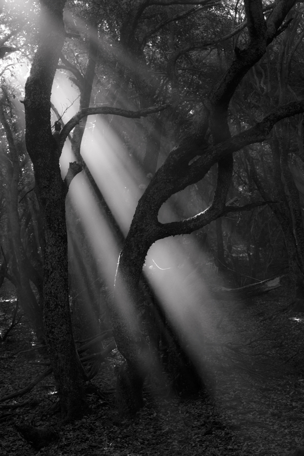 FOG-8.jpg