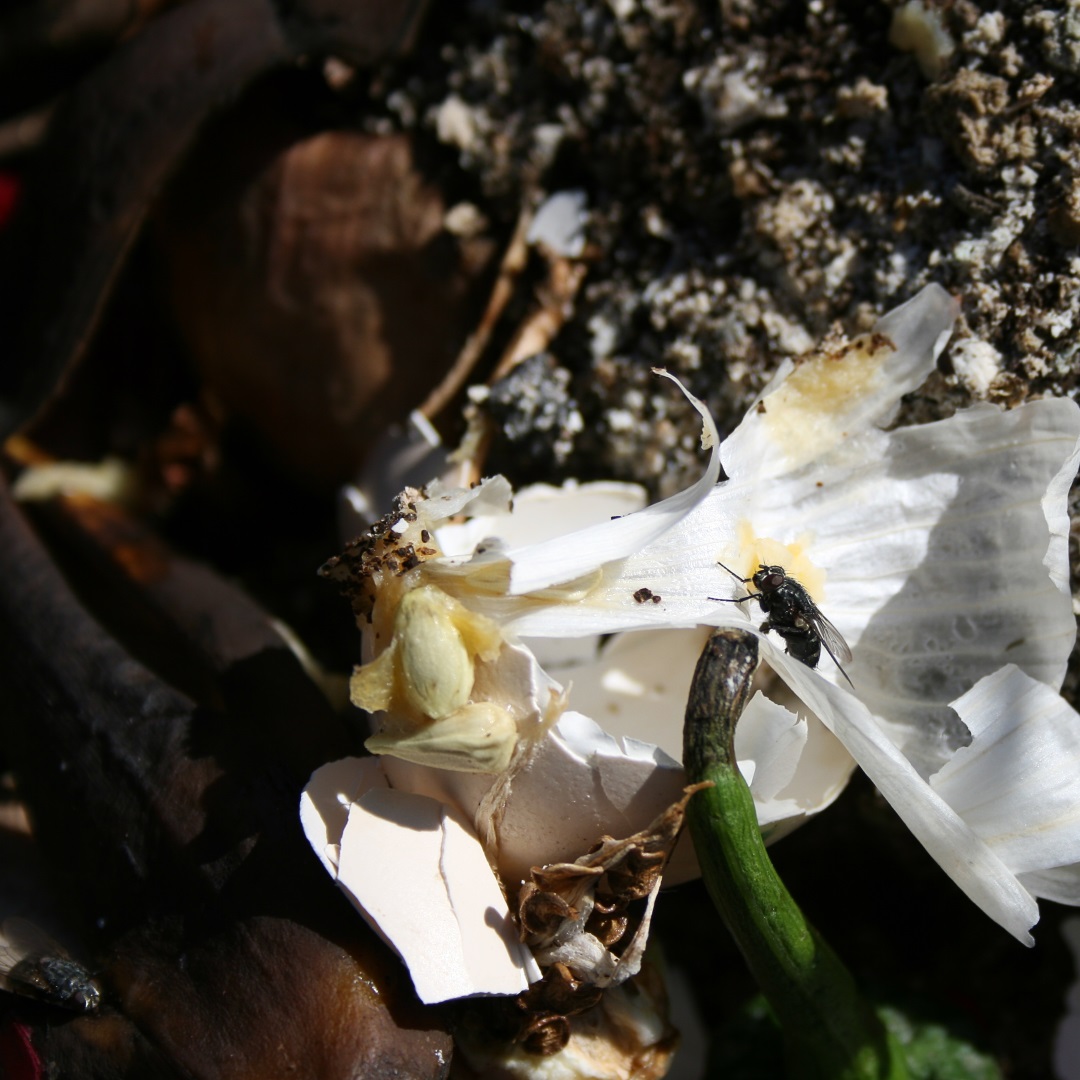 fly compost kitchen scraps