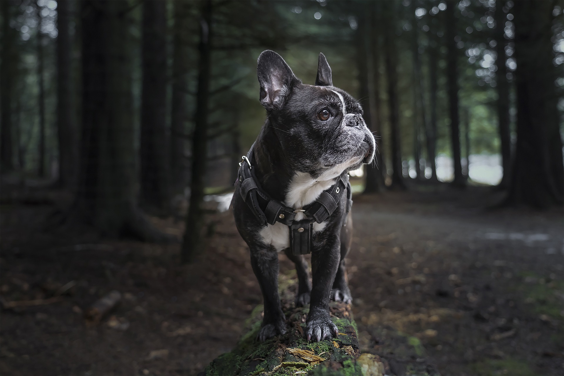 french-bulldog-6038122_1920.jpg