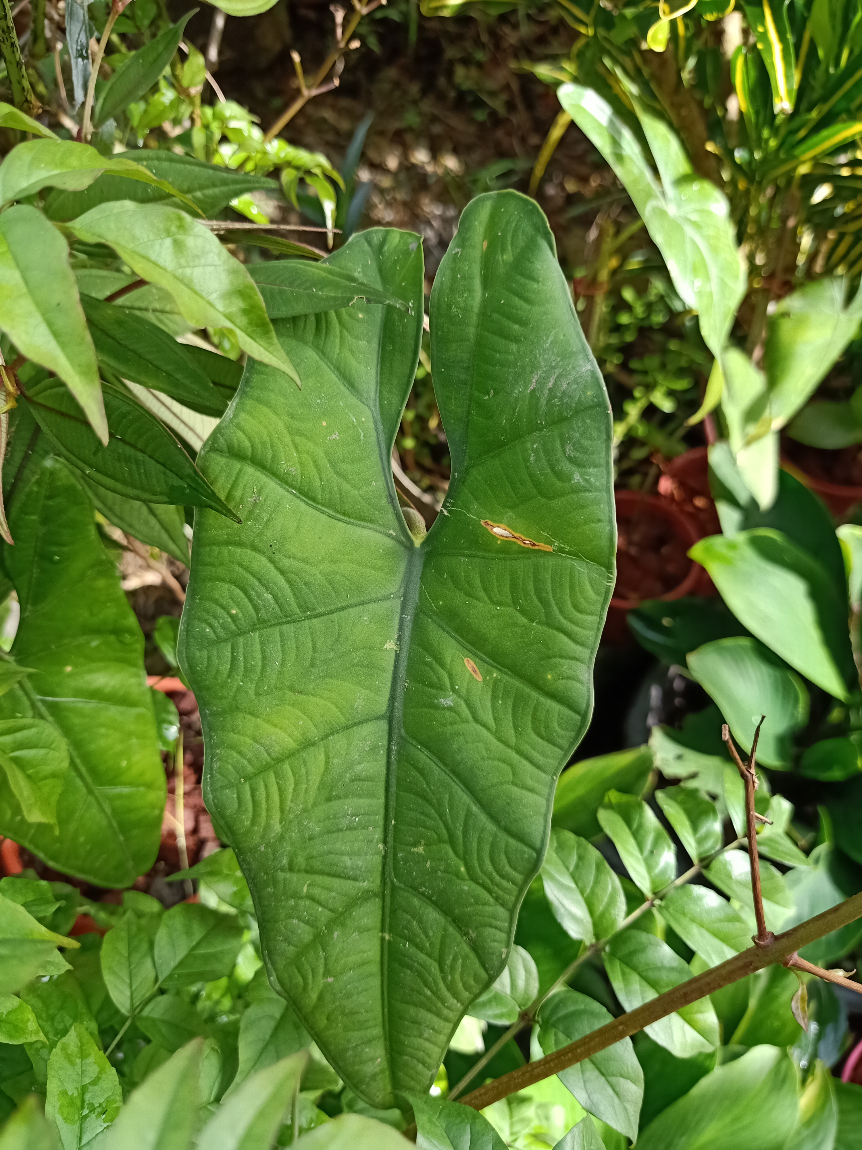 IMG20201103083044.jpg
