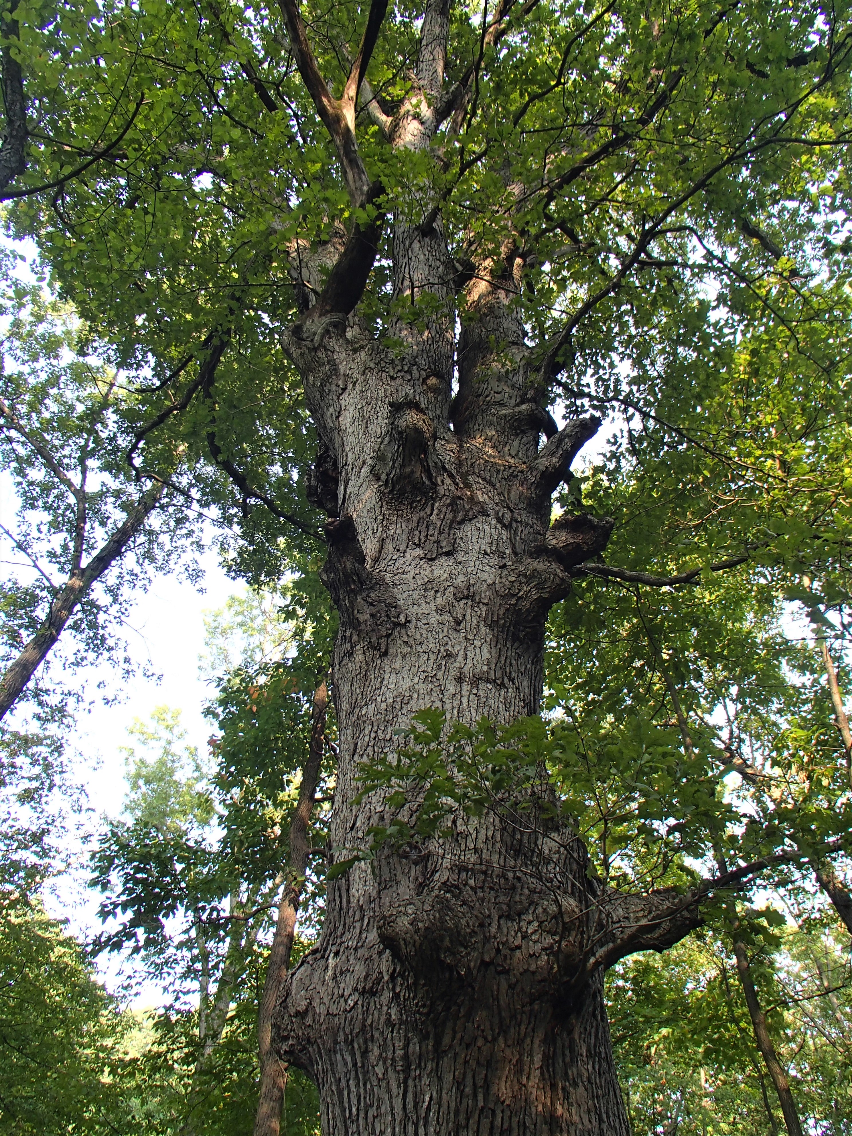 P9160100 (2).JPG